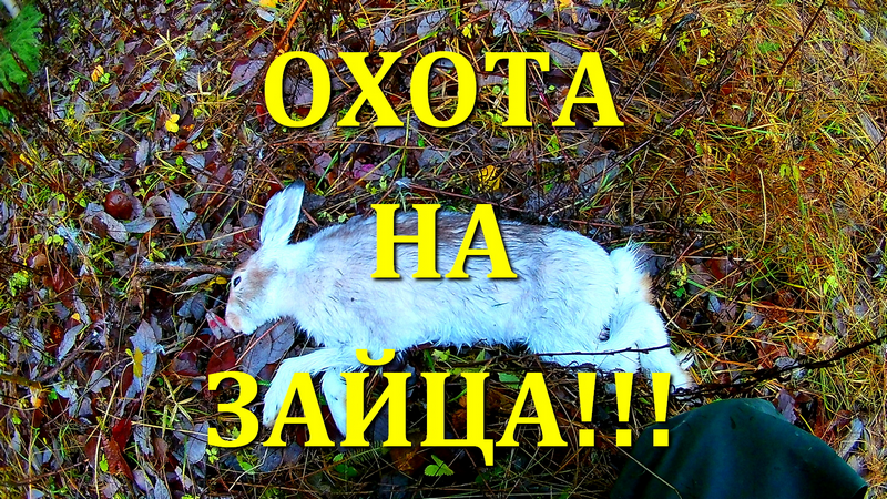 Охота на зайца в октябре. смотреть онлайн