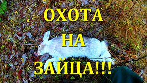 Охота на зайца в октябре.
