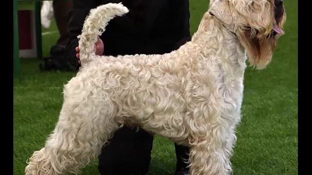 Dog Soft Coated Wheaten Terrier | Picture Collection Of Terrier Dog Breed смотреть онлайн