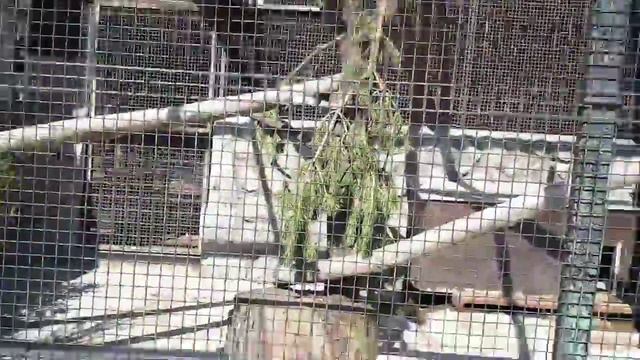 зоопарк (часть2) смотреть онлайн