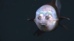 Прозрачный хищник. Самые жуткие обитатели морских глубин / Рыба призрак