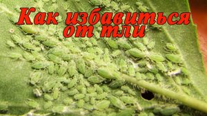 Как избавиться от тли