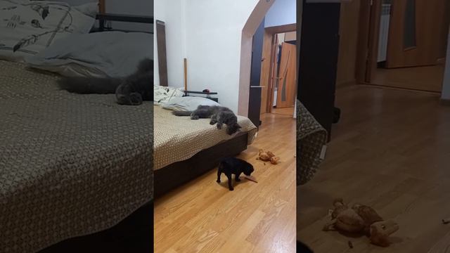 Мопсик Боб на воспитании у Тома. смотреть онлайн