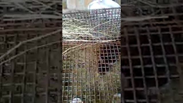 Кролик фландр содержание смотреть онлайн