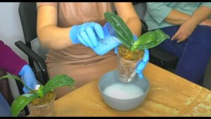 Александра Красина - Мастер КЛАСС // 2 СЕРИЯ. Пересадка орхидеи после покупки.