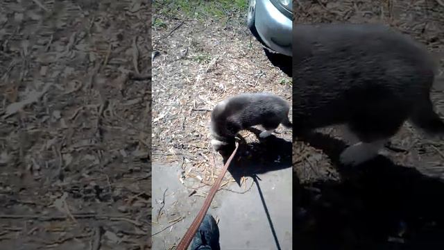 Это Герда❤️ ей 2 месяца, я хочу чтобы люди были не важно какая собака , главное что она ваш друг! смотреть онлайн