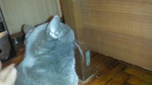 ПОВЕДЕНИЕ КОТА ПОСЛЕ КАСТРАЦИИ/ПЕРЕЖИВАЕМ/