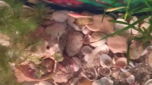 Уход за аквариумом. Как чистить аквариум.