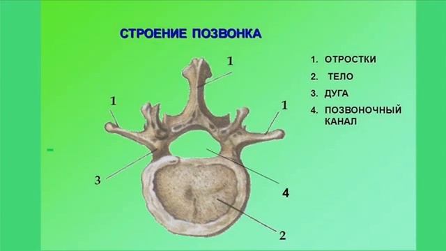 Анатомия человека и её строение..
