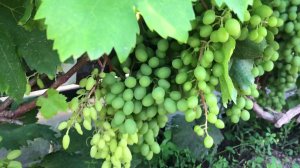 Виноградник Жилина. Часть вторая.