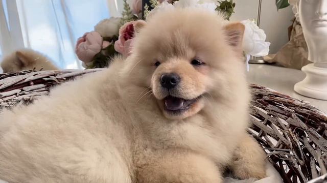 Мини Чау-Чау Айвори смотреть онлайн