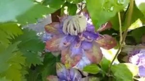 Клематис Вивьен Пеннелл . Clematis Vyvyen Pennell . Английские сорта клематисов . Группа Патенс .