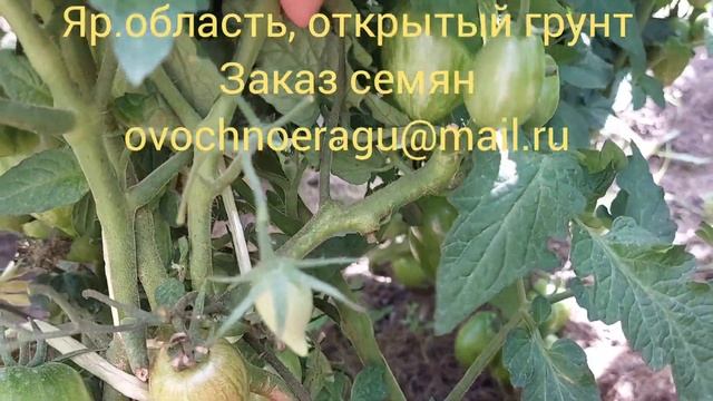 Гном томатный Любовь Одри. Очень урожайный! Открытый грунт 2023 Яр.обл.