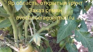 Гном томатный Любовь Одри. Очень урожайный! Открытый грунт 2023 Яр.обл.