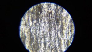 Шампиньон под микроскопом