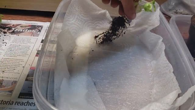 How To Rescue A Dying Basil Plant - Two Methods смотреть онлайн