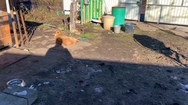 #64 Приготовили колдуны/ Жизнь на хуторе смотреть онлайн