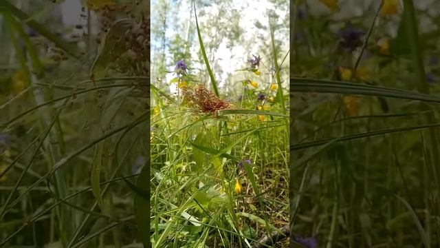 Паучатник смотреть онлайн