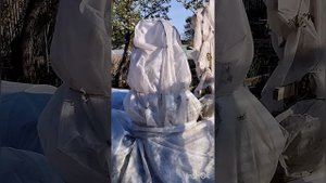 Спасаю розы от весенних заморозков! Мой опыт.