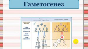 Образование половых клеток. Мейоз.
