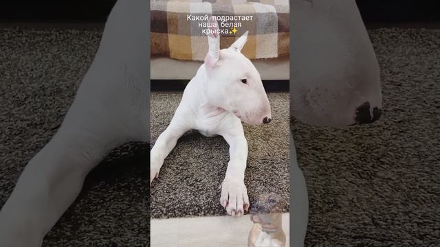 Белый бультерьер 5 мес 😍 #dog #бультерьер #bullterrier #собака