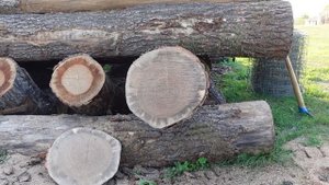 Holzfforma G660 vs. Stihl MS 661