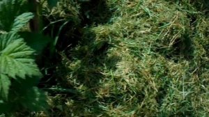 МУЛЬЧА ДЛЯ МАЛИНЫ