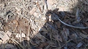 Зимовка черенков метельчатой гортензии в Сибири. 14.05.23