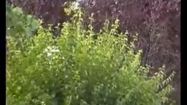 ballo liscio - castellina pasi - Mazurca del barbiere смотреть онлайн