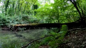 Расслабление и сон Звуки природы Шум воды и Пение птиц  Медитация