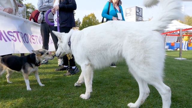1. MS Dog Puller 2018 - Praha - 1st World Championship смотреть онлайн