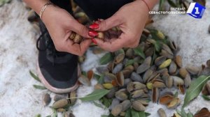 В Донецкой Народной Республике начался сбор миндаля и грецкого ореха