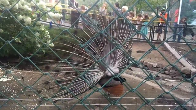 Я смотрю на павлина смотреть онлайн