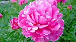 Danielle Darrieux " petite fleur " 1959