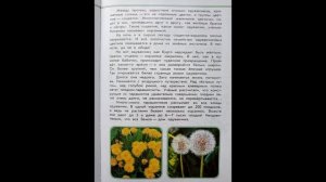 Читаем детям. ЗЕЛЁНЫЕ СТРАНИЦЫ. А.А.Плешаков. Страница первая. ИЗ ЖИЗНИ ОДУВАНЧИКА.