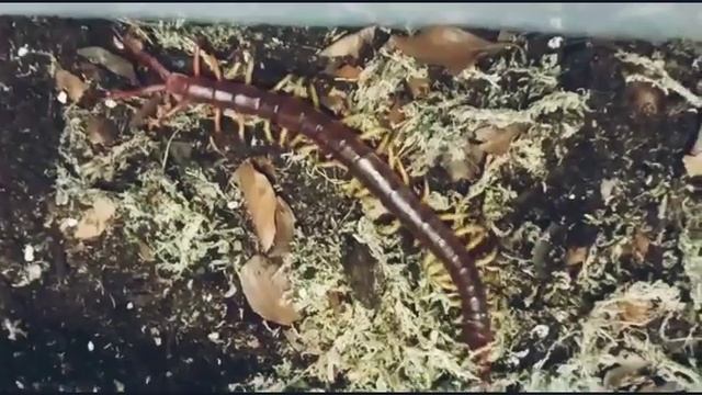 Scolopendra Dehaani Vietnam Giant Centipede