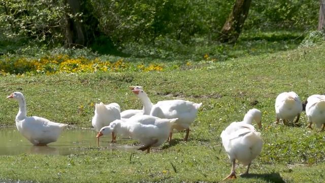 ЗВУКИ ЖИВОТНЫХ ДЛЯ САМЫХ МАЛЕНЬКИХ. УДИВИТЕЛЬНЫЙ МИР ЖИВОТНЫХ. УГАДАЙ-КА, КТО ЭТО? смотреть онлайн