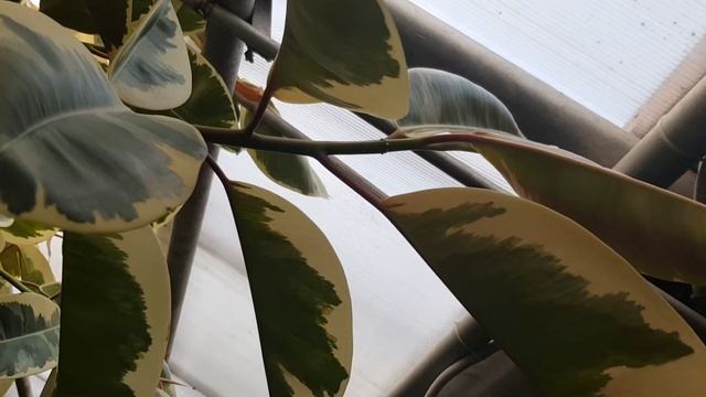 Как вырастить пышный фикус каучуконосный? смотреть онлайн