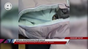 Женщина барыга спрятала наркотики рядом с кошкой