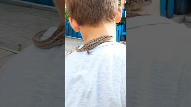 ??? БОЛЬШАЯ КОРИЧНЕВАЯ ЯЩЕРИЦА МАМА. В МИРЕ ЖИВОТНЫХ. смотреть онлайн