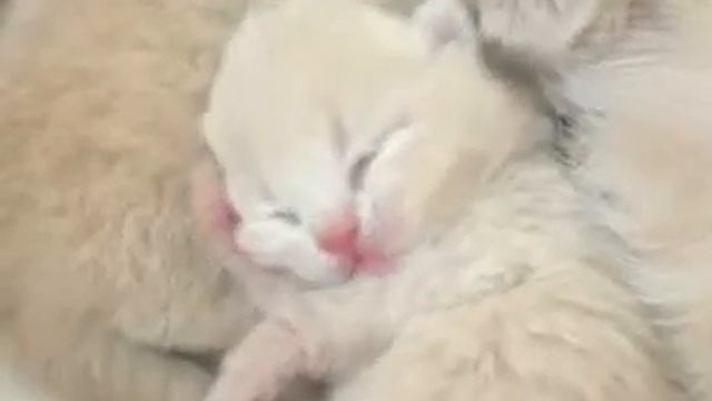 Котята с мамой смотреть онлайн