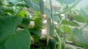 5 Апреля, обзор Трилоджи