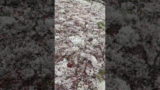 Белые грибы. 9 сентября 2022 год. смотреть онлайн