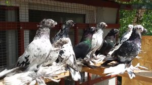 ДВУХЧУБЫЙ ЧЕЛКАРЬ / МРАМОРНЫЙ ГОЛУБЬ / PIGEONS / TAUBE