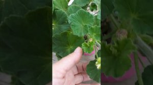 розочки и кочанчики миол шерше ля фам