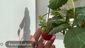 Клубника на подоконнике / клубника в квартире / ампельная клубника @ereminafom