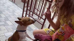 Джек Рассел ест чипсы