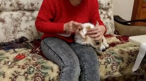 Как подклеить уши пемброку.