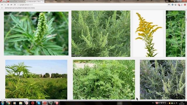 Амброзия (Ambrosia) смотреть онлайн