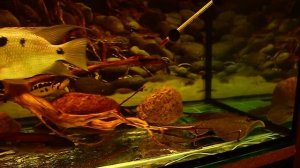 Аквариум с крупными американскими цихлидами